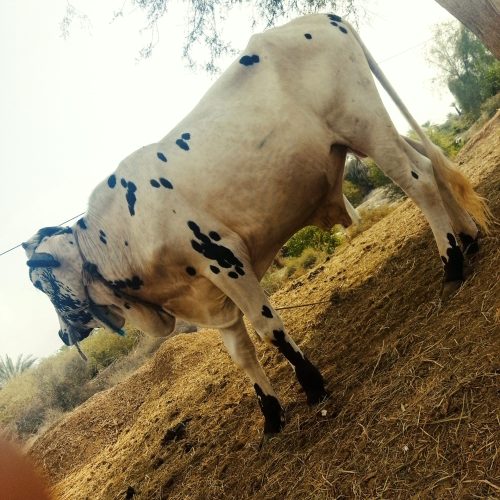 فروش کاوه مناسب برای داشت وکشتارگاه