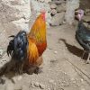 خروس،مرغ بلک,.مرغ تخمگدار،جوجه نیمچه