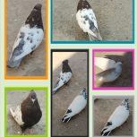 پرنده فروشی توافقی معاوضه هم میکنم نوک سیاه سیاه رنگ کاکلی