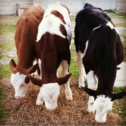 خریدوفروش انواع گوساله های داشتی وپرواری