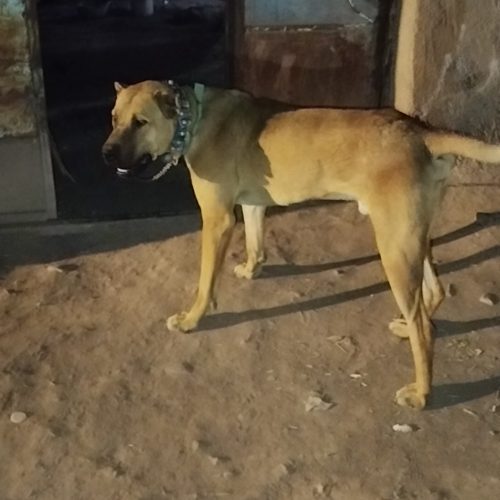 سگ نگهبان نژاد خراسانی