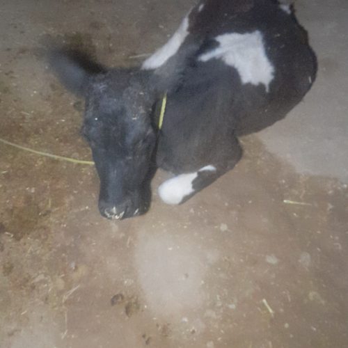 این گاو وگوساله به فروش میرسد