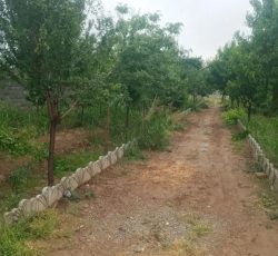باغ ، باغچه پاکدشت (جیتو)