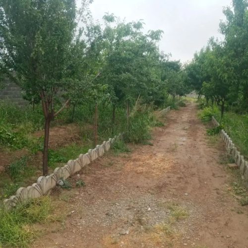 باغ ، باغچه پاکدشت (جیتو)
