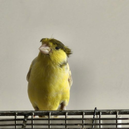 قناری نر دهن سهره