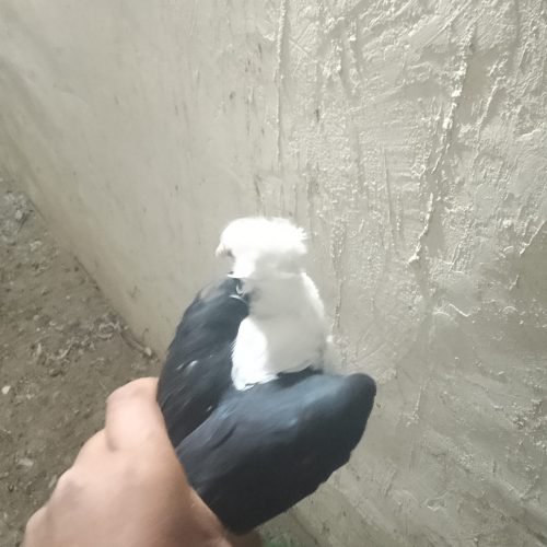 کبوتر کله سفید