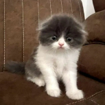 گربه اسکاتیش