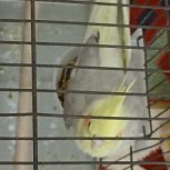 یک عدد عروس دوکت نر