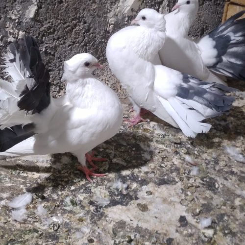 کبوتر دم چتری