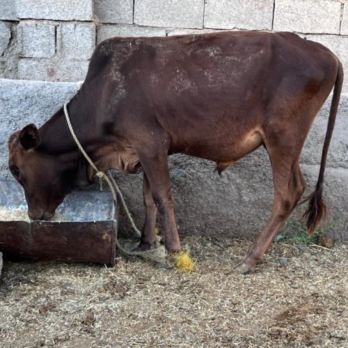 گوساله نر