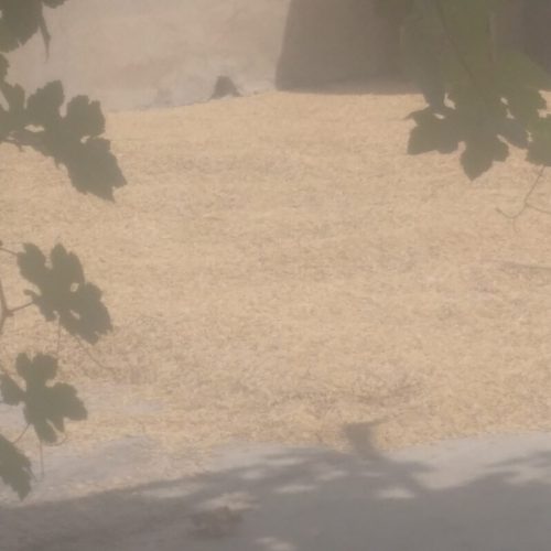 باسلام مقدار200کیلوبرنج تاززه خشک شده