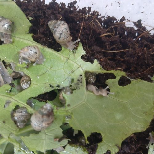 حلزون آچاتینا کلاژن ساز و برای پوست درمانی