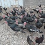 بوقلمون نرو ماده