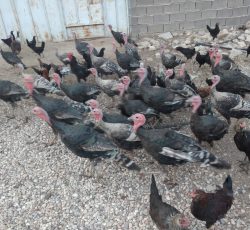 بوقلمون نرو ماده