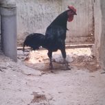 مرغ و خروس