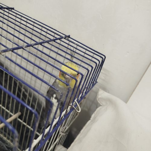 عروس هلندی نر