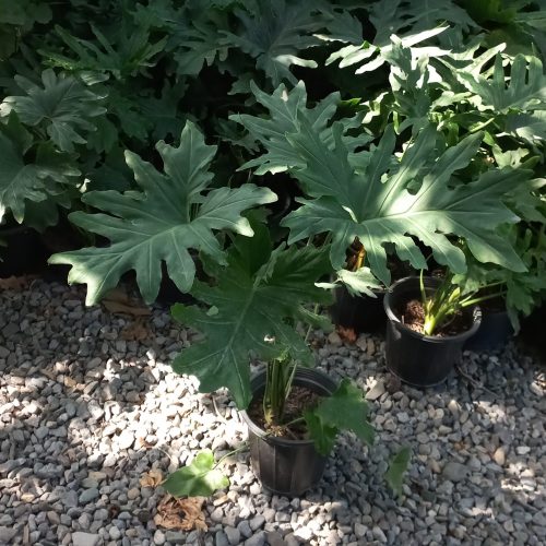 گل وگیاه، شامادورا، برگ انجیری فر