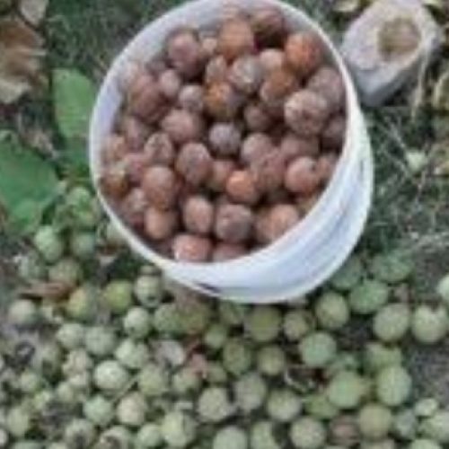 گرد تکان حرفه ای