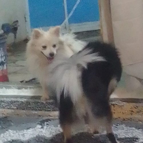 یک قلاده پامراشتپیز نر وماده