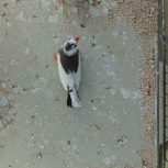 دو عدد فنچ سالم و سرحال جوان