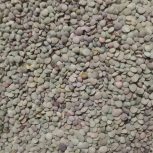 عدس محصول امسال تمیز و اماده