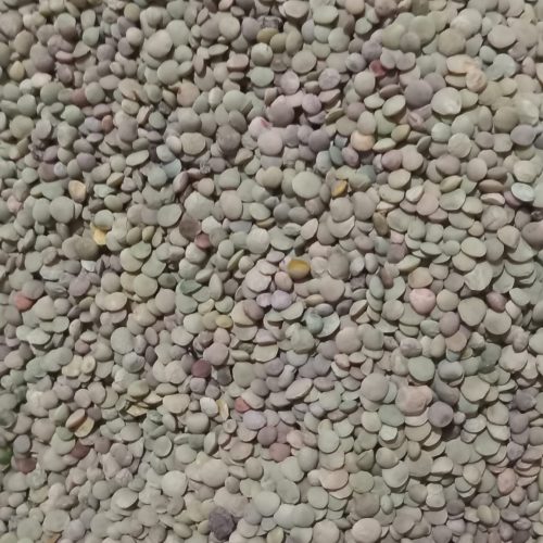 عدس محصول امسال تمیز و اماده