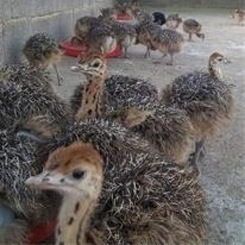 شترمرغ وطاووس