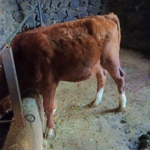 یک عدد گوساله نر شیر خورده و یه ماده تو پر