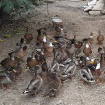 فروش اردک پروازی