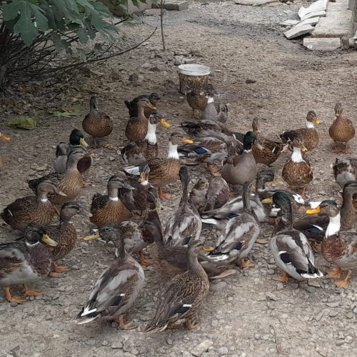 فروش اردک پروازی