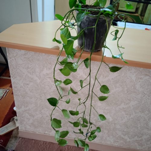 گل پتوس همیشه سبز