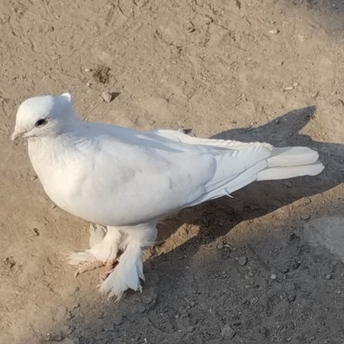 پرنده فروشی توافقی معاوضه هم میکنم نوک سیاه سیاه رنگ کاکلی