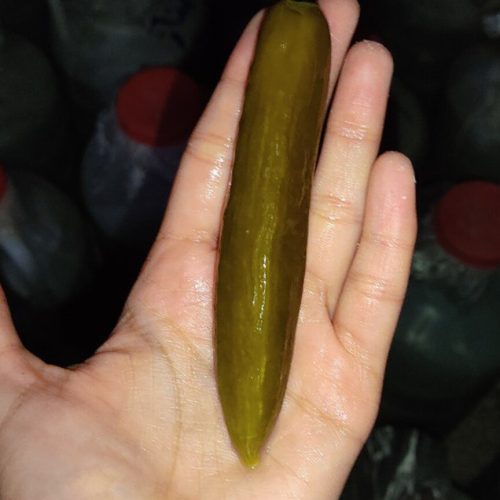 خیارشور