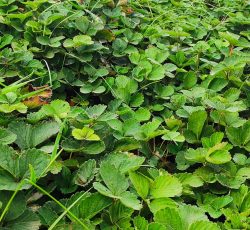 نهال توت فرنگی سابرینا