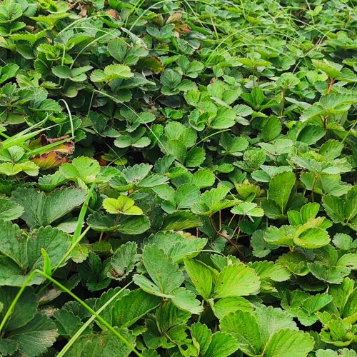 نهال توت فرنگی سابرینا