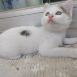 واگذاری بچه گربه ی خانگی دوماهه