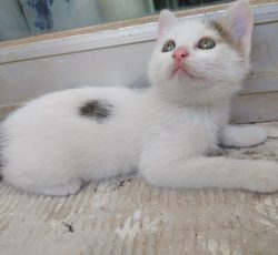 واگذاری بچه گربه ی خانگی دوماهه