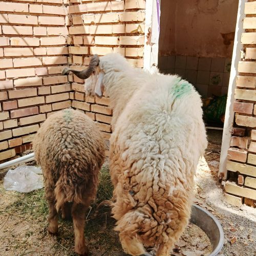 قوچ در شهر بستان