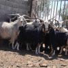 تعداد9راس نربز