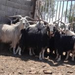 تعداد9راس نربز