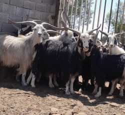تعداد9راس نربز