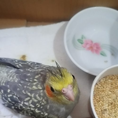 عروس هلندی دستی