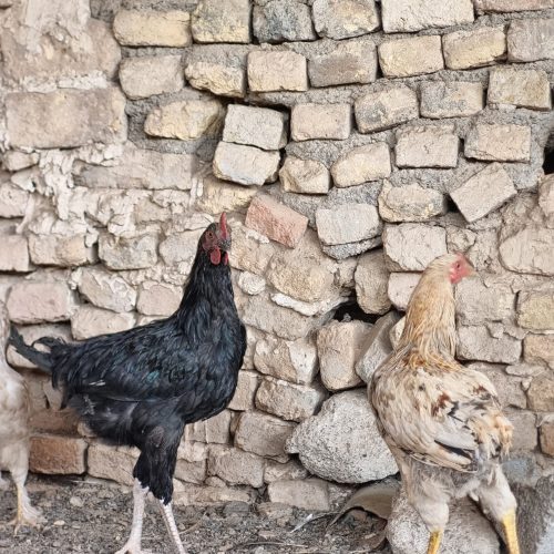 مرغ بالغ و طاقچه