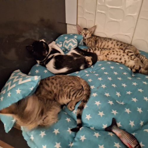 واگذاری رایگان 4 گربه DSHهمرا با مادرشان