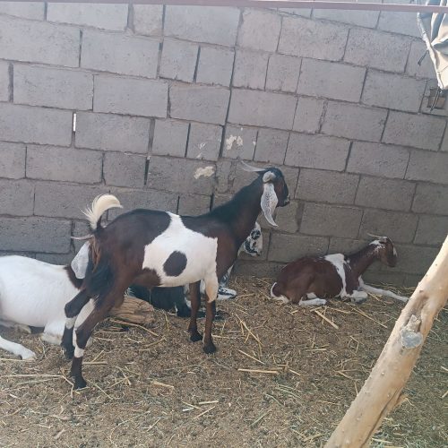 بز  نریگ یا چپشت