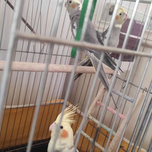 عروس هلندی فقط 480