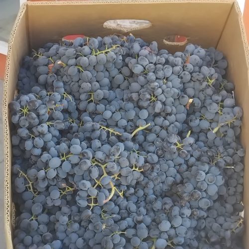 انگور درجه یک