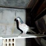 کفترشهری پرگل