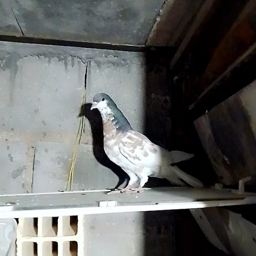 کفترشهری پرگل