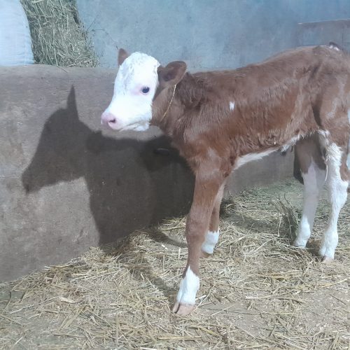 گاو سیمیتال درجه یک با گوساله نر درجه یک